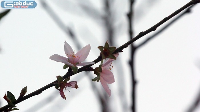 Hoa đào ở Nhật Tân khoe sắc sớm